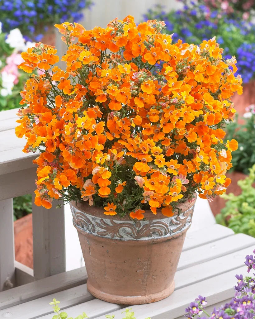 Orange Nemesia Flower seeds for Planting Seasonal Bloomer, Heirloom & GMO Free Seeds for Home Garden vegetable and garden seeds