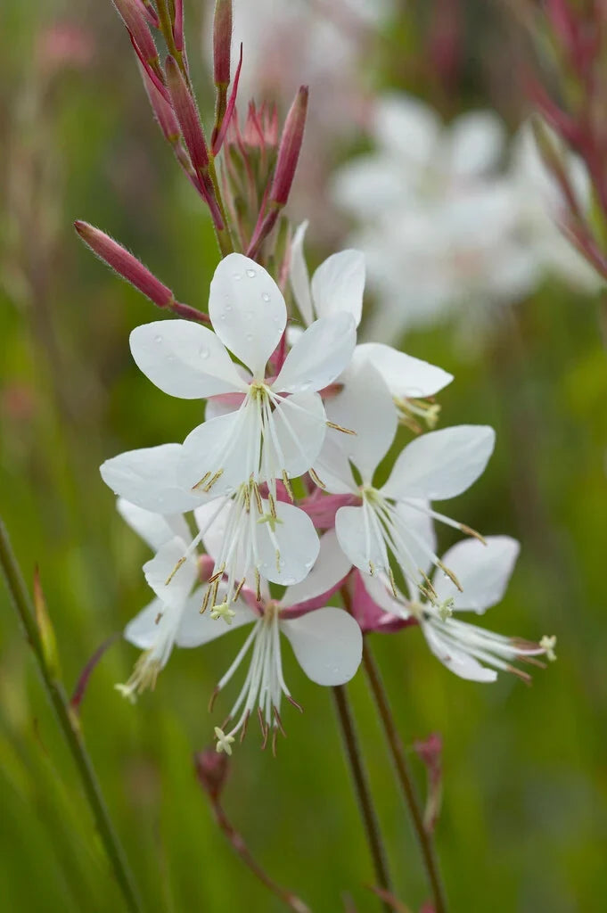 Gaura Flower seeds for Planting Sun Loving, Heirloom & GMO Free Seeds for Home Garden vegetable and garden seeds
