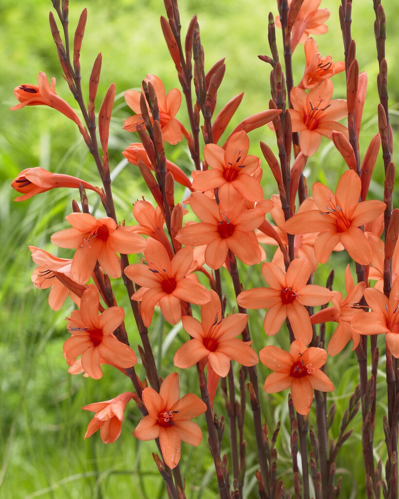Bugle Lily Watsonia Pillansii Flower Seeds – Heirloom Non-GMO for Garden Planting