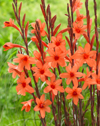 Bugle Lily Watsonia Pillansii Flower Seeds – Heirloom Non-GMO for Garden Planting