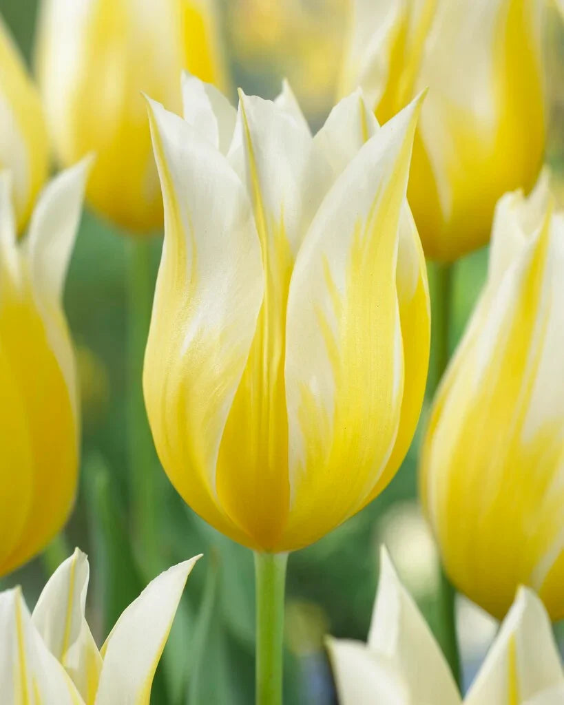 Premium Yellow White Tulip Flower seeds for Planting Shade Tolerant, Heirloom & GMO Free Seeds for Home Garden seeds