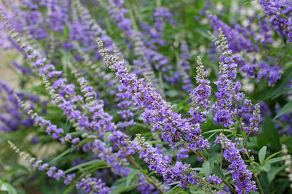 Chaste Berry Tree (Vitex agnus-castus) seeds for planting