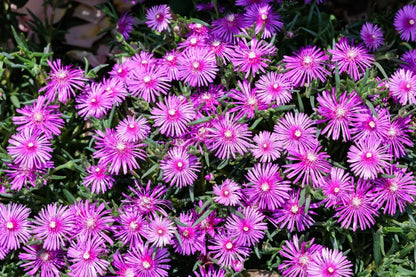 Lampranthus Maximiliana Flower seeds for Planting Sun Loving Heirloom & GMO Free Seeds for Home Garden