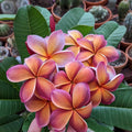 Purple Yellow Frangipani Flower seeds for Planting Compact Growth, Heirloom & GMO Free Seeds for Home Garden seeds for planting