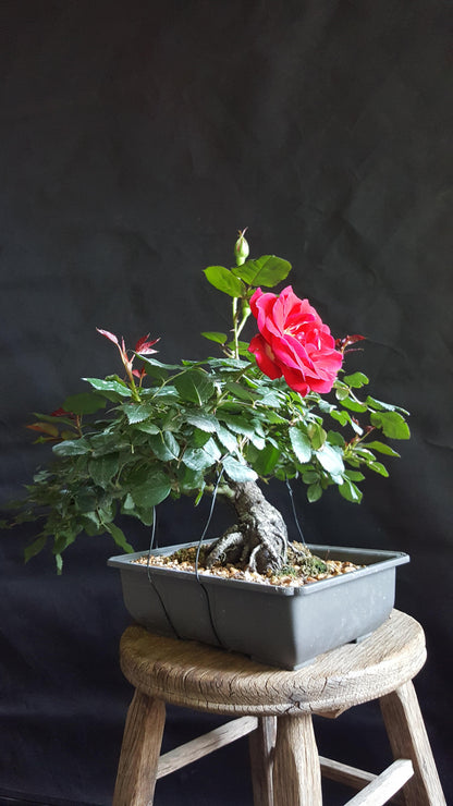 Bonsai Rose Flower seeds for Planting Hardy Variety Heirloom & GMO Free Seeds for Home Garden