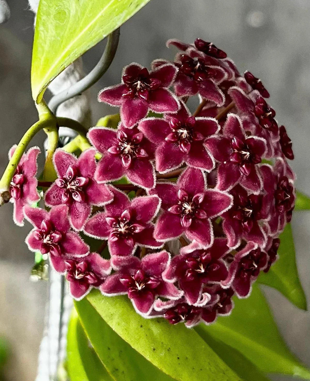 Green Black Carnosa Flower seeds for Planting Pollinator Friendly Heirloom & GMO Free Seeds for Home Garden