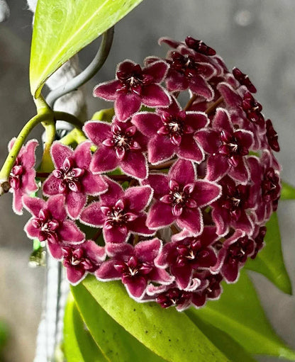 Green Black Carnosa Flower seeds for Planting Pollinator Friendly Heirloom & GMO Free Seeds for Home Garden