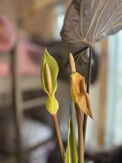 Alocasia Flower seeds for Planting Pollinator Friendly Heirloom & GMO Free Seeds for Home Garden