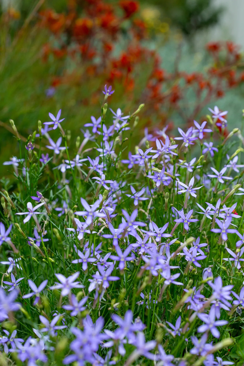 High quality Blue Laurentia Flower seeds for Planting Vibrant Colors, Heirloom & GMO Free Seeds for Home Garden seeds pack