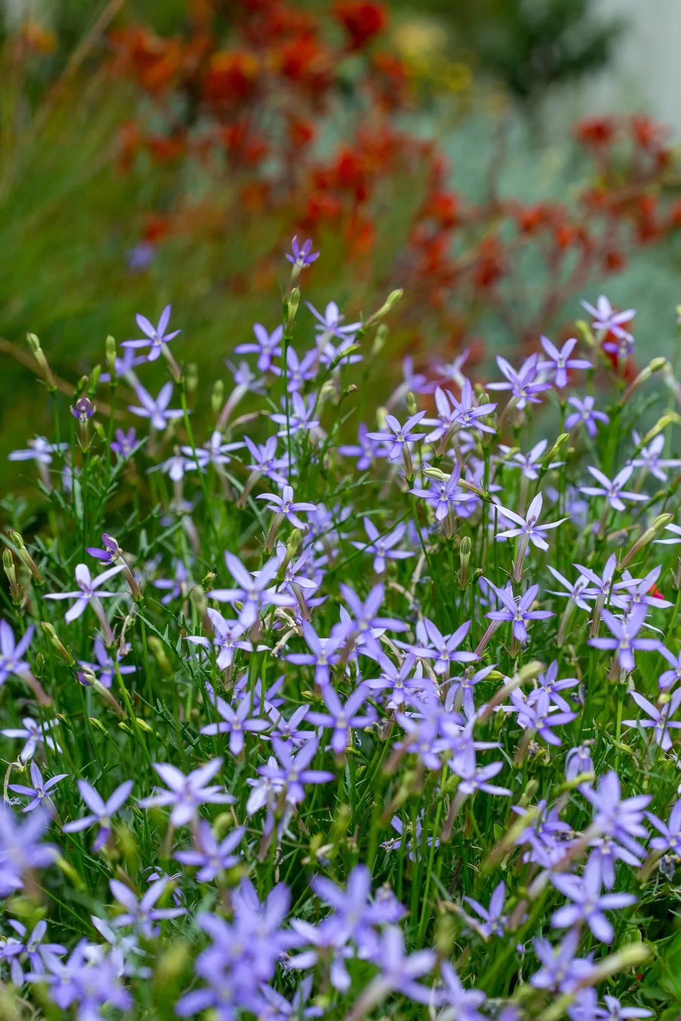 High quality Blue Laurentia Flower seeds for Planting Vibrant Colors, Heirloom & GMO Free Seeds for Home Garden seeds pack