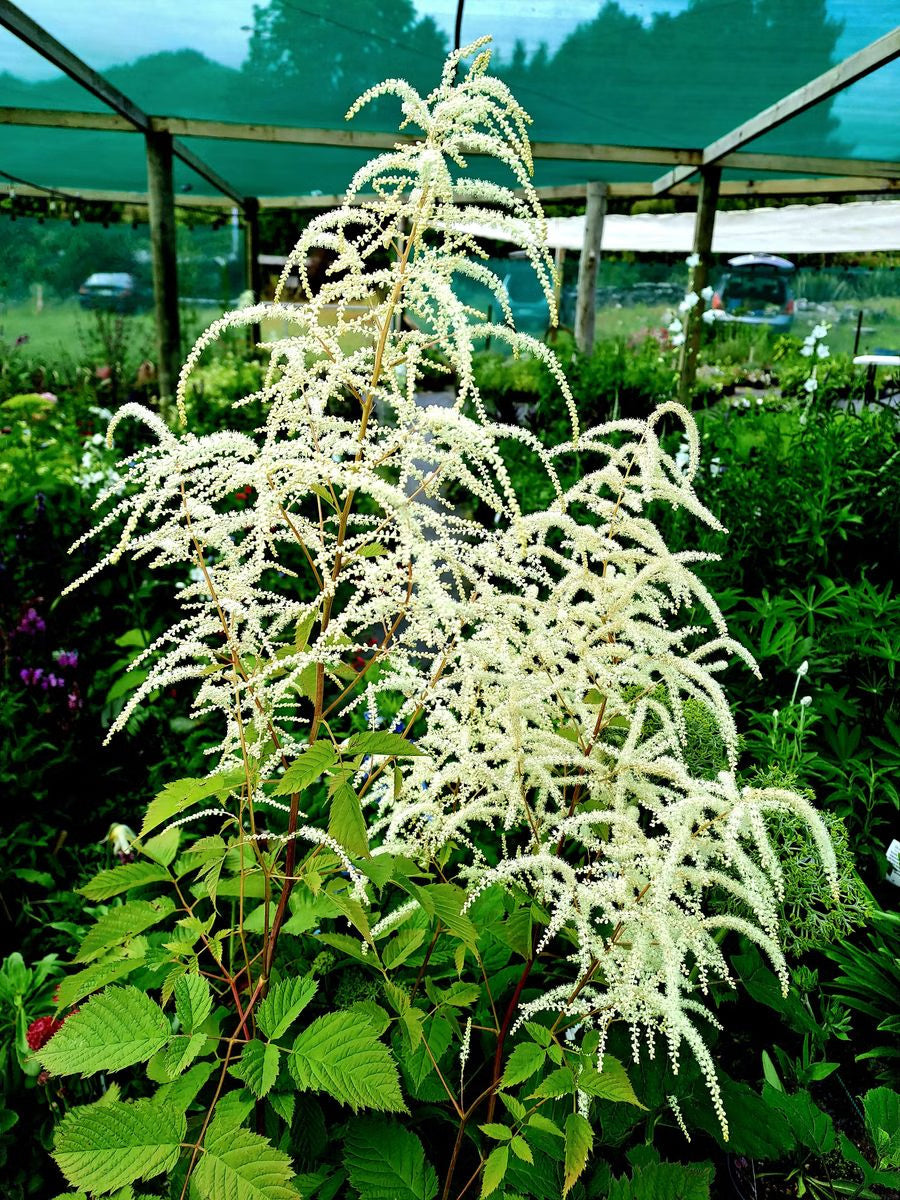 Aruncus Dioicus Flower seeds for Planting Long Bloom Season Heirloom & GMO Free Seeds for Home Garden