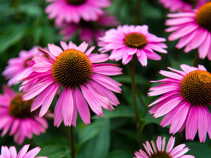 Heirloom ConeFlower seeds for Planting Long Bloom Season Heirloom & GMO Free Seeds for Home Garden