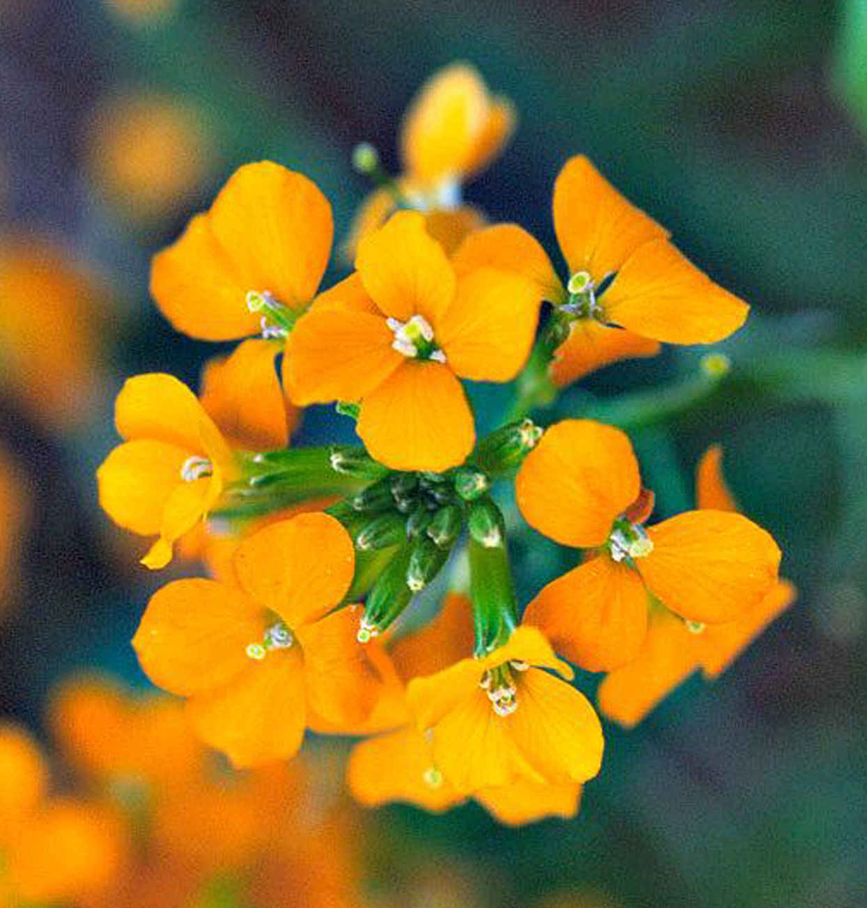 Premium Orange Wallflower Flower seeds for Planting Drought Tolerant, Heirloom & GMO Free Seeds for Home Garden seeds