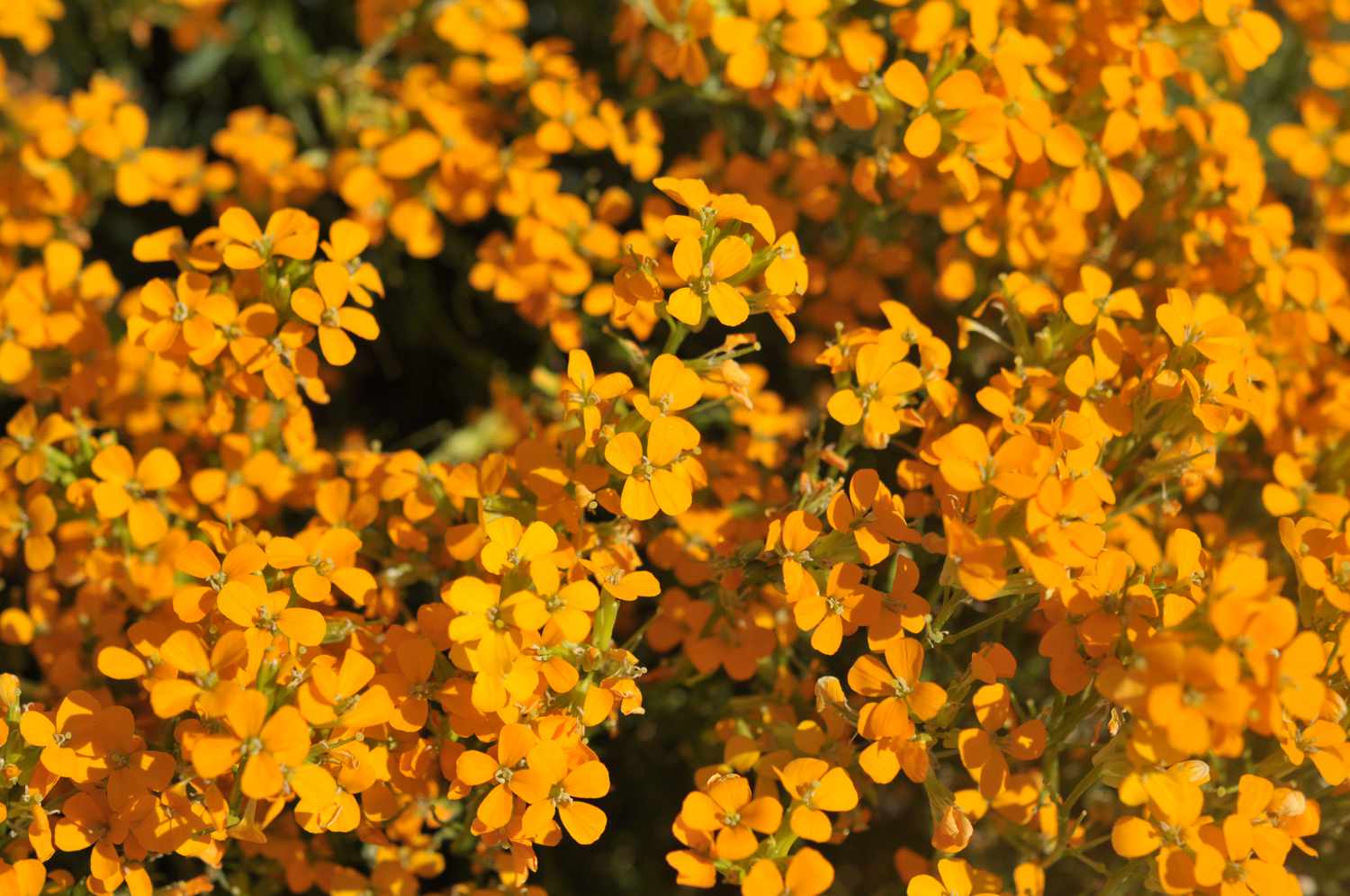 Orange Wall Flower seeds for Planting Seasonal Bloomer, Heirloom & GMO Free Seeds for Home Garden vegetable and garden seeds