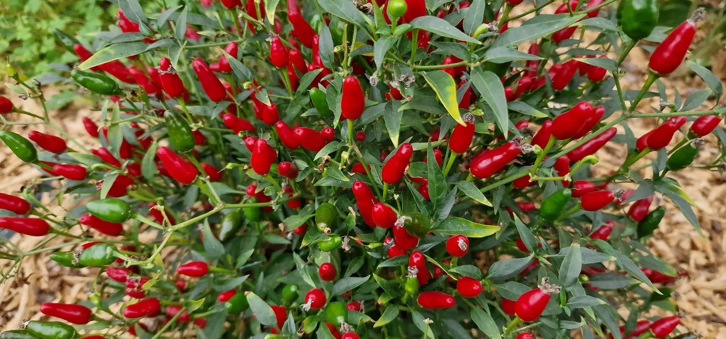 Warm season Thai Hot Pepper seeds planting guide