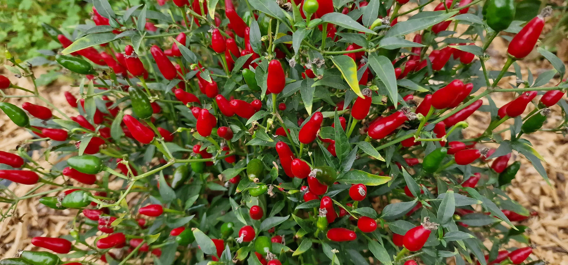 Warm season Thai Hot Pepper seeds planting guide