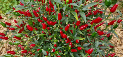 Warm season Thai Hot Pepper seeds planting guide