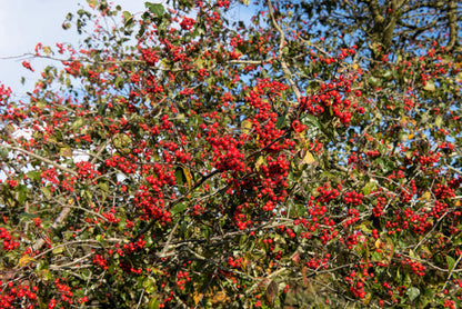 Washington Hawthorn Seeds – Crataegus phaenopyrum Non-GMO Mayflower Tree
