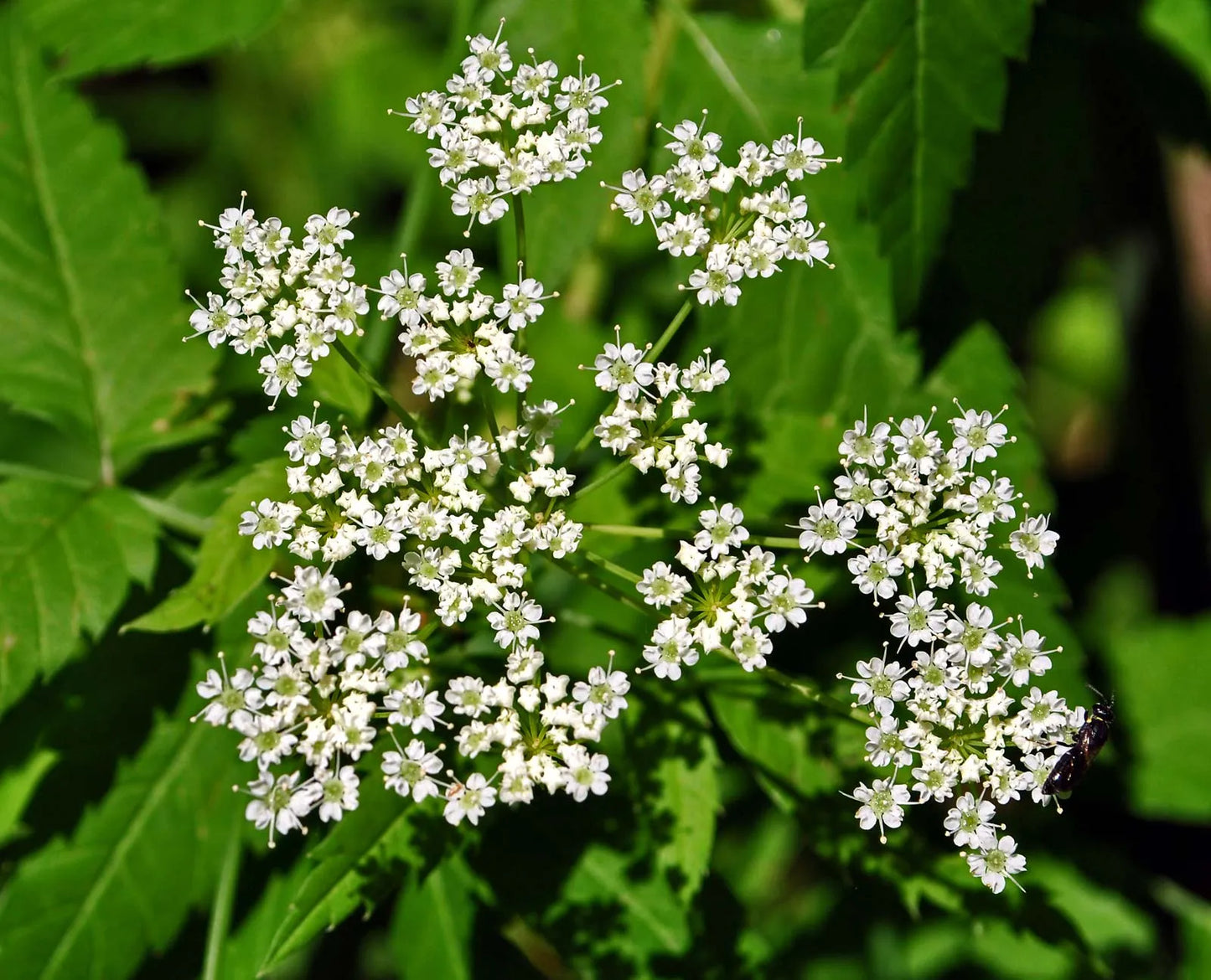 Cicuta Maculata Flower seeds for Planting Garden Favorite Heirloom & GMO Free Seeds for Home Garden