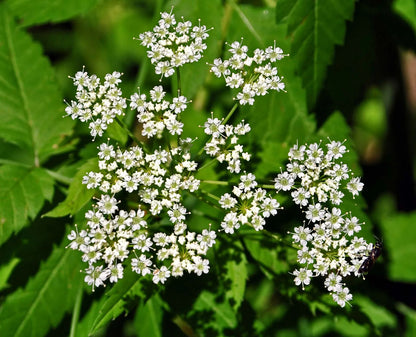Cicuta Maculata Flower seeds for Planting Garden Favorite Heirloom & GMO Free Seeds for Home Garden