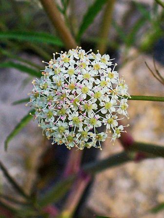 Cicuta Maculata Flower seeds for Planting Garden Favorite Heirloom & GMO Free Seeds for Home Garden