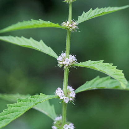 Water Horehound seeds thriving in moist soil and rain gardens