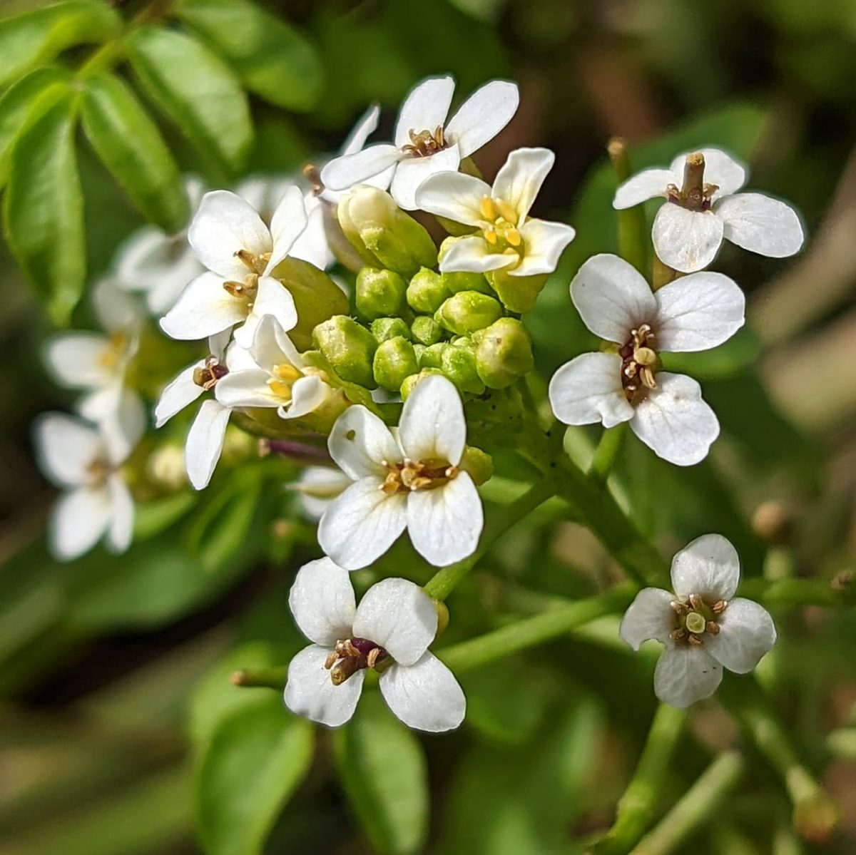 Watercress Flower seeds for Planting Perfect for Borders Heirloom & GMO Free Seeds for Home Garden