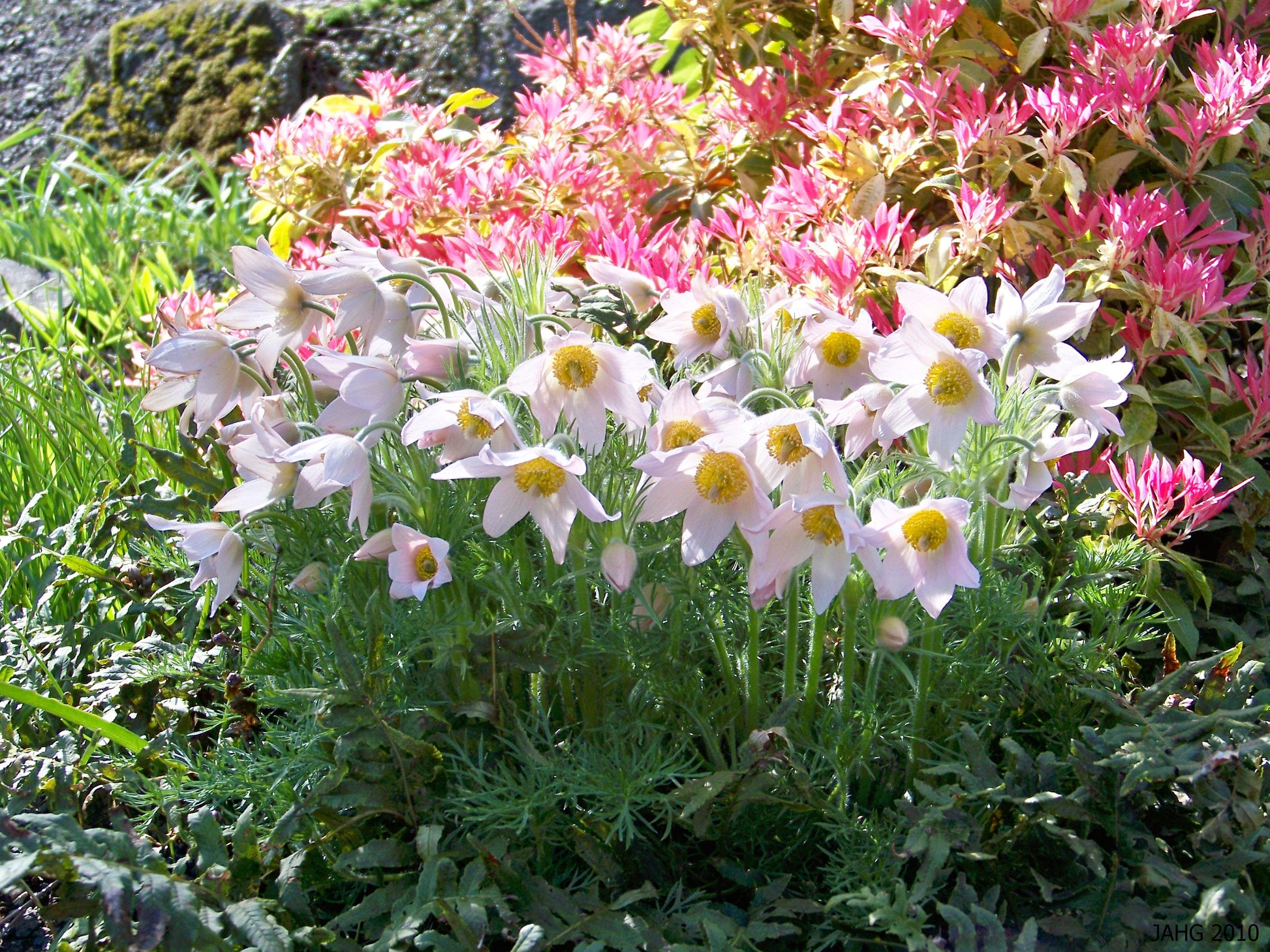 Mixed Anemone Pulsatilla Seeds For Planting Flower