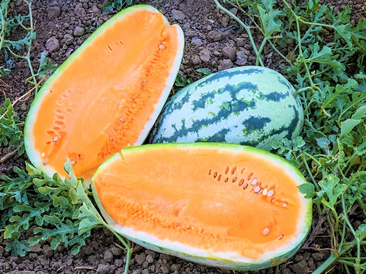 Watermelon vines growing in sunny garden