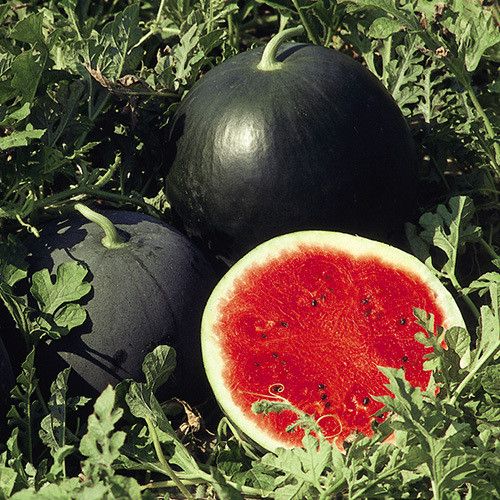 Watermelon Seeds - Sugar Baby Bush