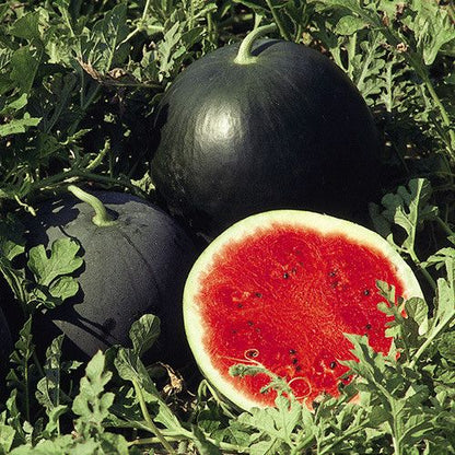 Watermelon Seeds - Sugar Baby Bush