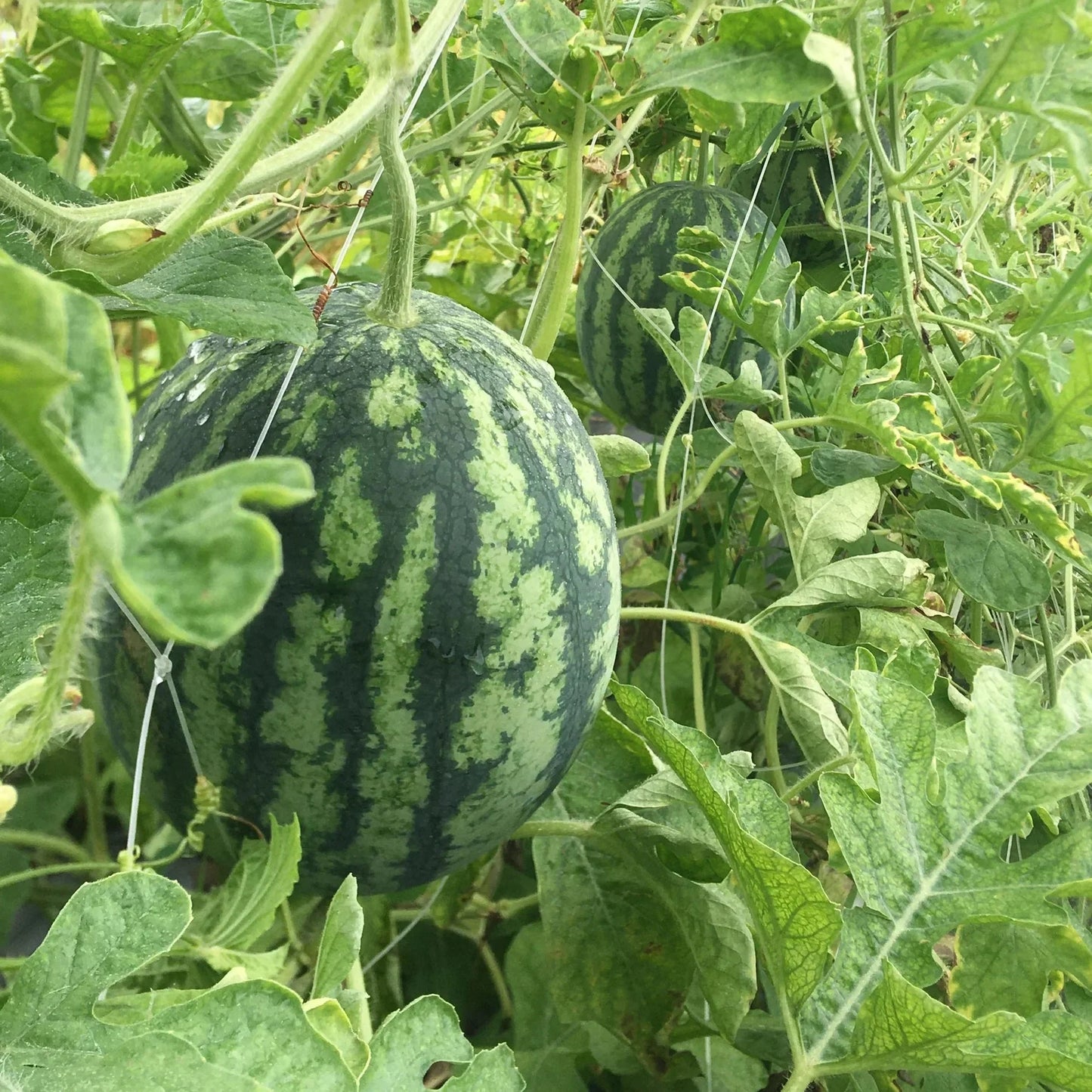 Green Watermelon Seeds Planting Pack