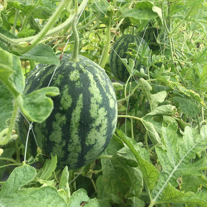Green Watermelon Seeds Planting Pack
