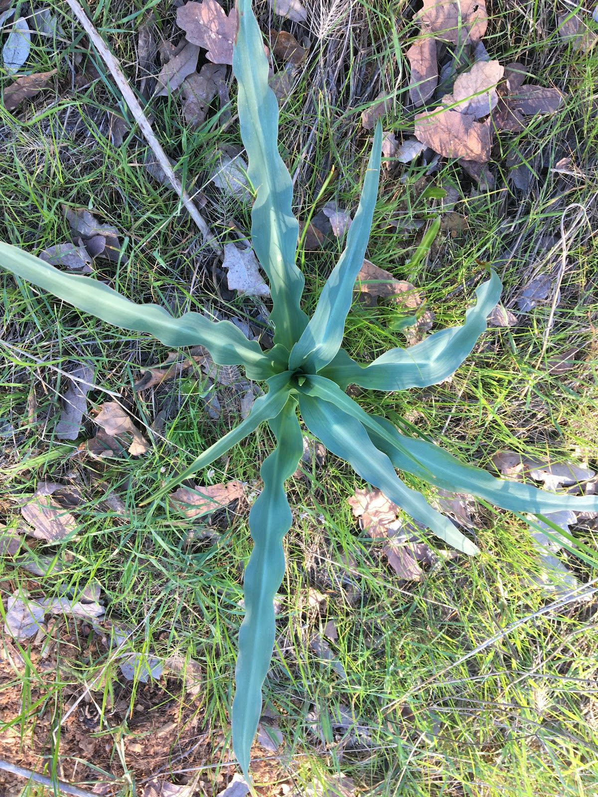 Wavy-Leafed Soap Plant with ornamental foliage and flower spikes