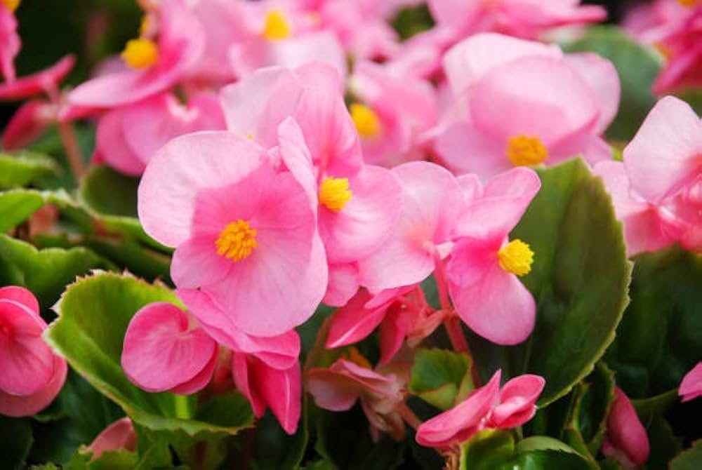 Wax Begonia Plants Growing in Garden Bed