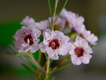 Wax Flower plants in garden borders