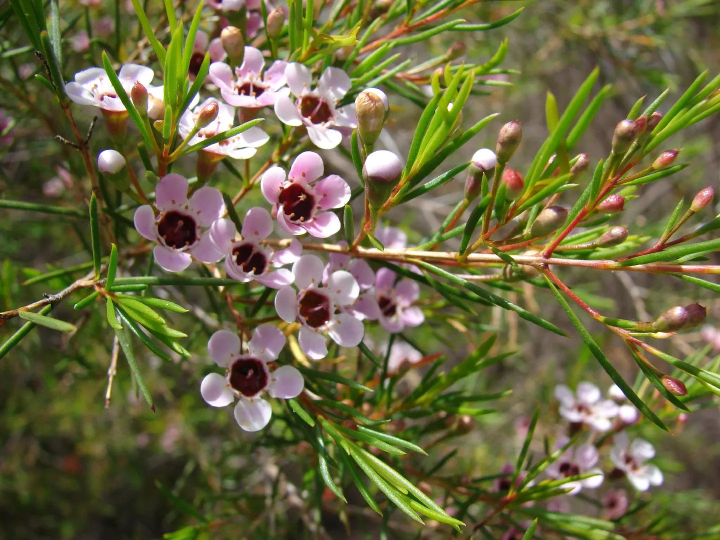Wax Flower Seeds for Planting