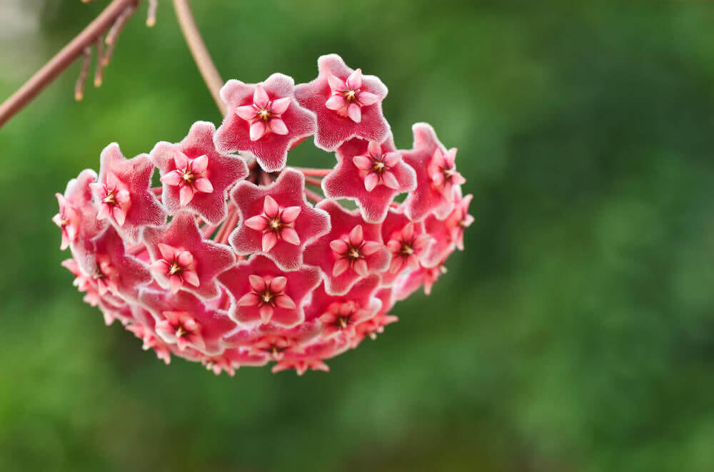 Hoya Flower seeds for Planting Colorful Display Heirloom & GMO Free Seeds for Home Garden