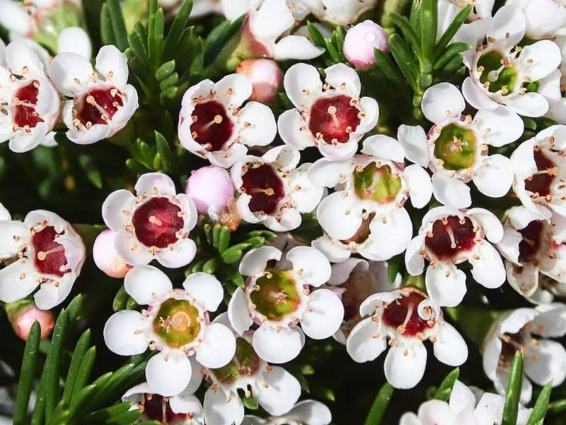 Premium Geraldton Flower seeds for Planting Colorful Display, Heirloom & GMO Free Seeds for Home Garden seeds