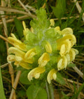 Lousewort Flower seeds for Planting Perfect for Borders, Heirloom & GMO Free Seeds for Home Garden seeds for planting