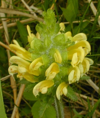 Lousewort Flower seeds for Planting Perfect for Borders, Heirloom & GMO Free Seeds for Home Garden seeds for planting
