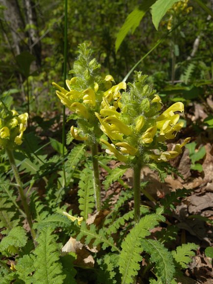 Premium Lousewort Flower seeds for Planting Perfect for Borders, Heirloom & GMO Free Seeds for Home Garden seeds