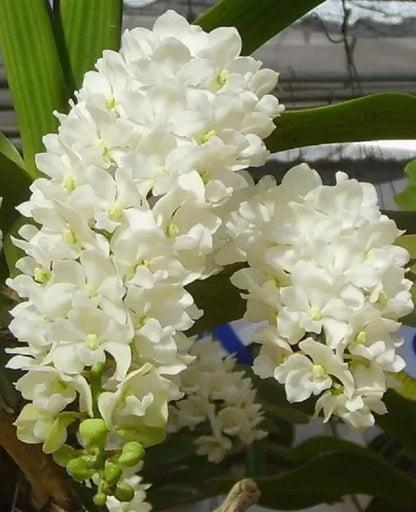 Rhynchostylis Flower seeds for Planting Wildflower Mix Heirloom & GMO Free Seeds for Home Garden