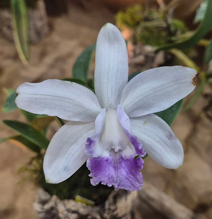 Cattleya Intermedia Flower seeds for Planting, Long Bloom Season Heirloom & GMO Free Seeds for Home Garden