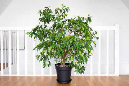 Weeping Fig Seeds Ficus benjamina Benjamin Indian Rubber Tree