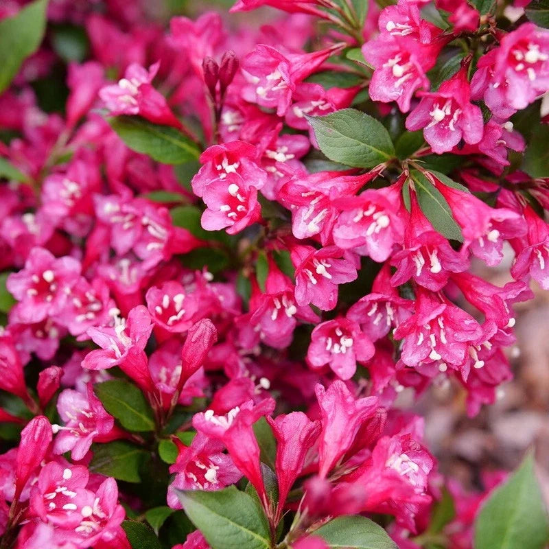 Weigela Florida Flower seeds for Planting Bright Blooms Heirloom & GMO Free Seeds for Home Garden