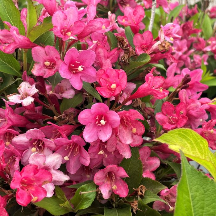 Weigela Flower seeds for Planting Colorful Display Heirloom & GMO Free Seeds for Home Garden