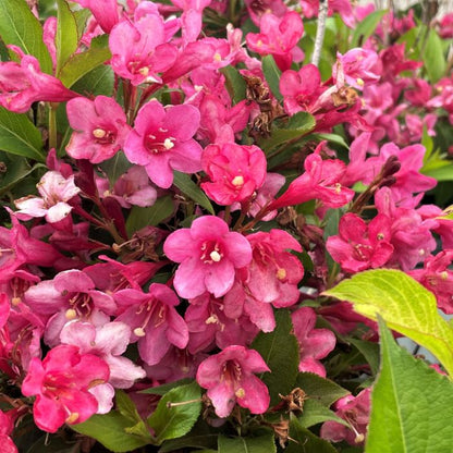 Weigela Flower seeds for Planting Colorful Display Heirloom & GMO Free Seeds for Home Garden