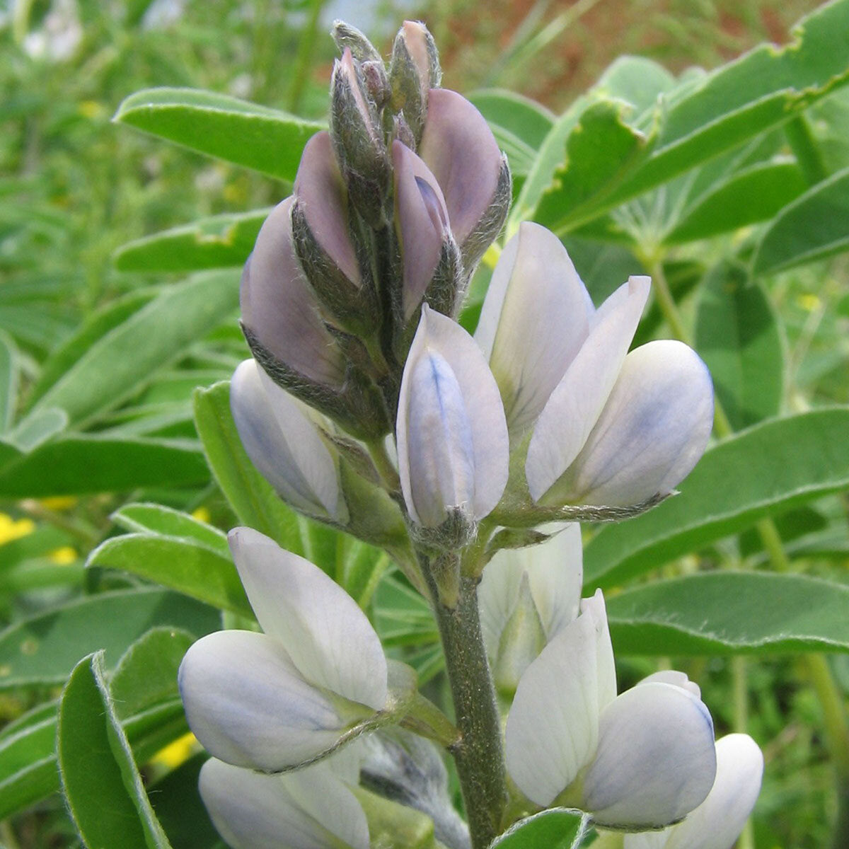 Premium Lupinus Albus Flower seeds for Planting Long Bloom Season, Heirloom & GMO Free Seeds for Home Garden seeds