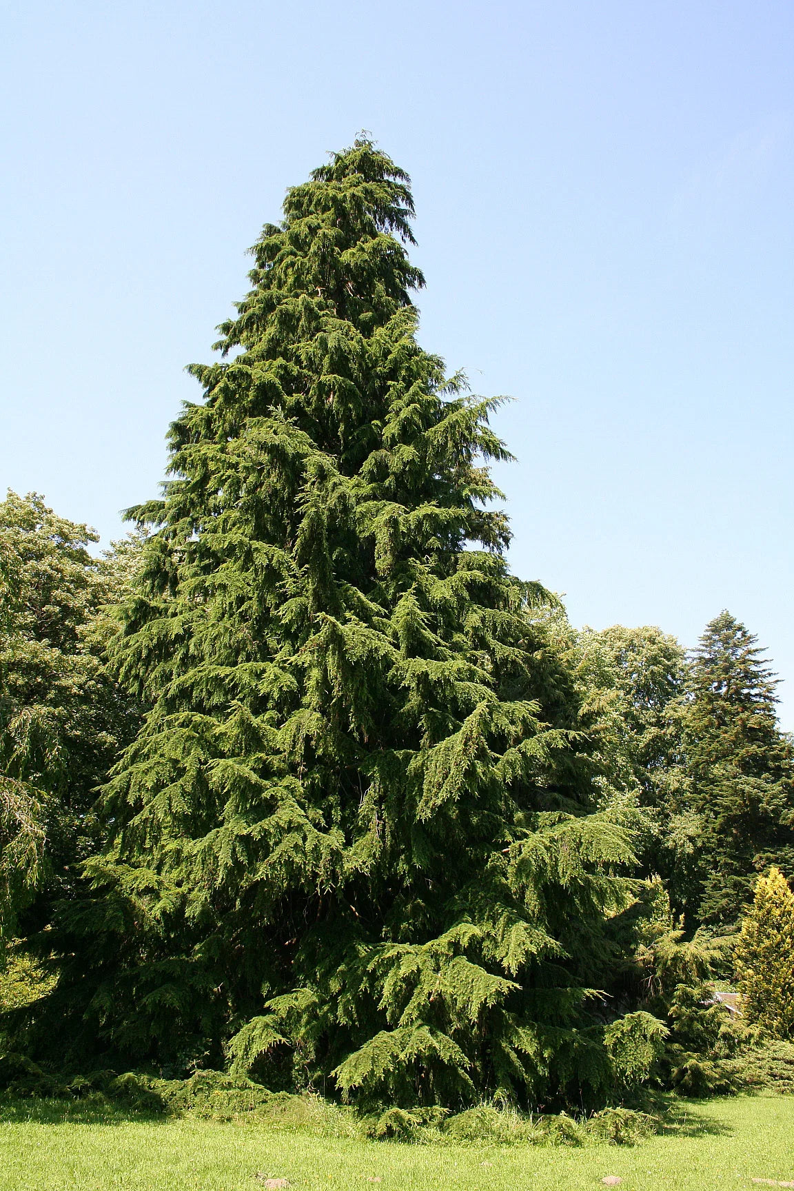 Planting Brown Tsuga Heterophylla Tree Seeds